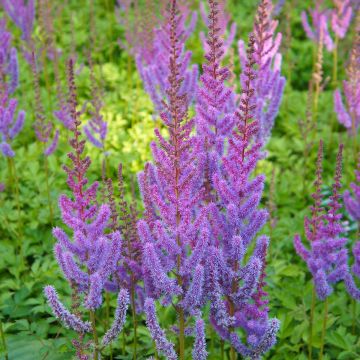 Astilbe chinensis Pumila