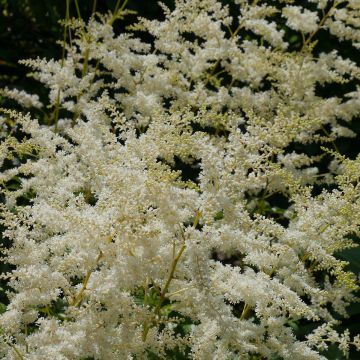 Astilbe simplicifolia Darwin's Snow Sprite