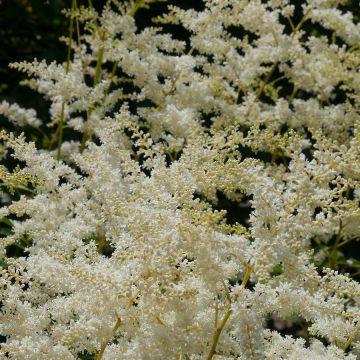 Astilbe simplicifolia Sprite