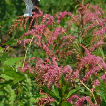 Astilbe thunbergii Straussenfeder