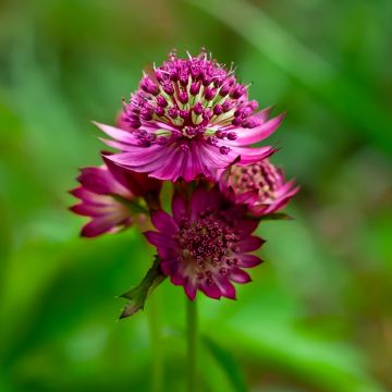 Astrantia major Star of Love