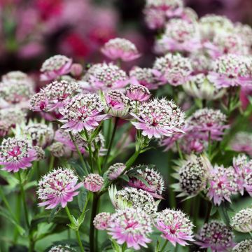 Astrantia major Buckland