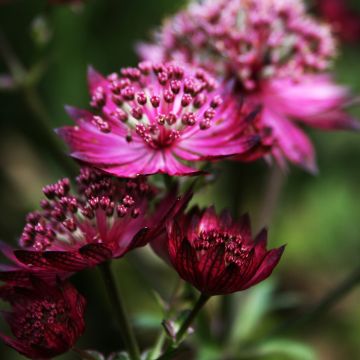 Astrantia major Burgundy Manor