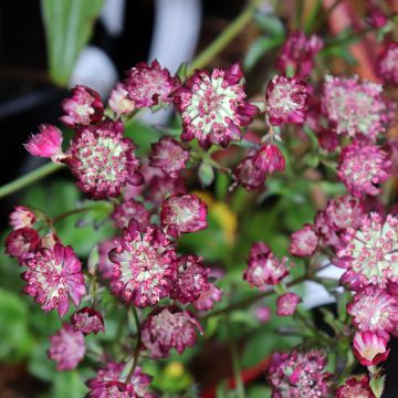 Astrantia major Moulin Rouge