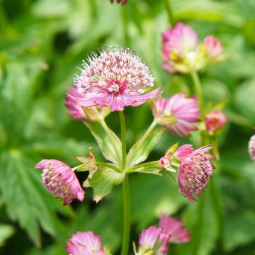 Astrantia major Rosea