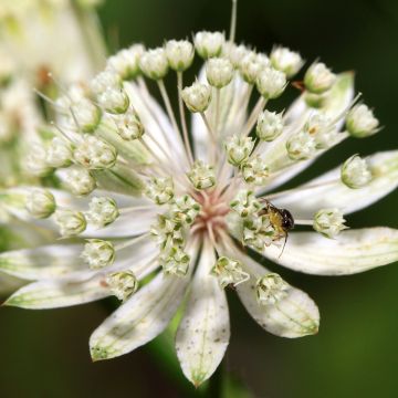 Astrantia major White Giant