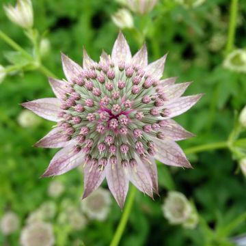 Astrantia major Florence