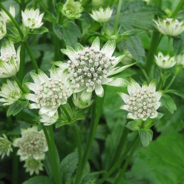 Astrantia major Star of Billion