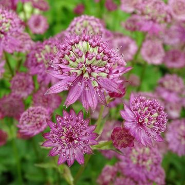 Astrantia major Star of Passion