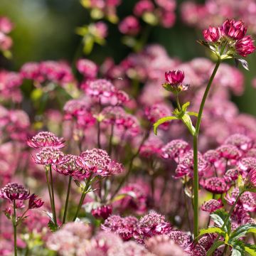 Astrantia major Cerise Button