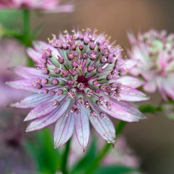 Astrantia major