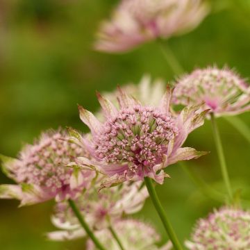 Astrantia major Pink Pride