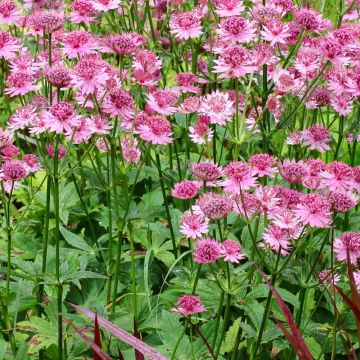 Astrantia major Rosensinfonie