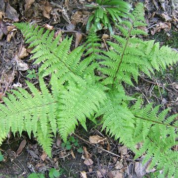 Athyrium filix-femina - Felce femmina