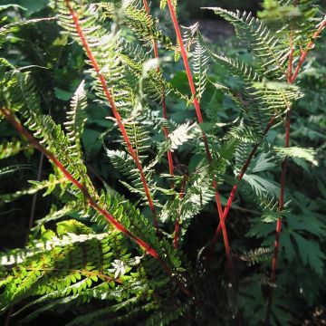 Athyrium filix-femina var. angustum forma rubellum Lady in Red - Felce femmina