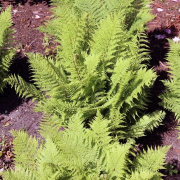 Athyrium filix-femina Rotstiel - Felce femmina