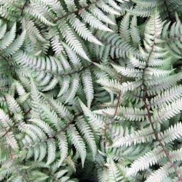 Athyrium niponicum Burgundy Lace - Felce