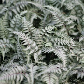 Athyrium niponicum Pewter Lace - Felce