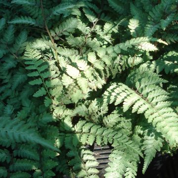 Athyrium niponicum Ursula's red - Felce