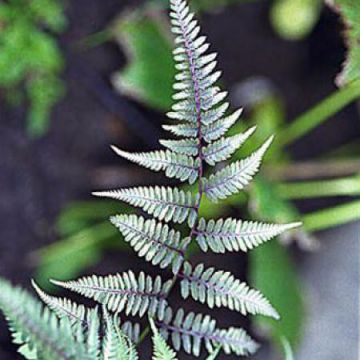 Athyrium niponicum var. pictum Metallicum - Felce