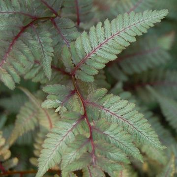 Athyrium niponicum var. pictum Red Beauty - Felce