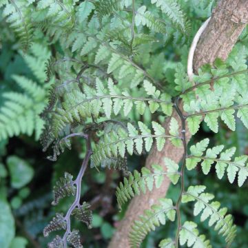 Athyrium otophorum var. okanum - Felce