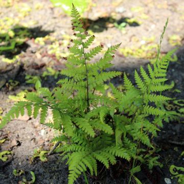 Athyrium vidalii - Felce