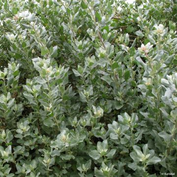 Atriplex halimus - Porcellana di mare