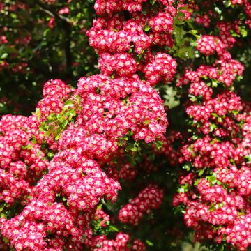 Crataegus laevigata Crimson Cloud