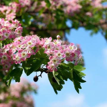 Crataegus Princesse Sturdza