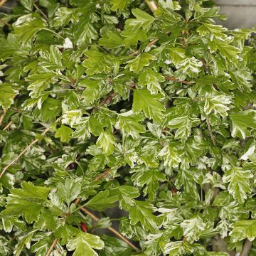 Crataegus monogyna Variegata