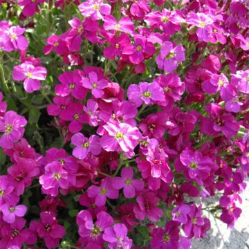 Aubrieta Bressingham Red - Aubrezia