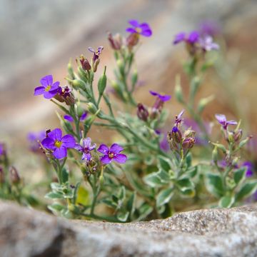 Aubrieta Dr Mules Variegated - Aubrezia