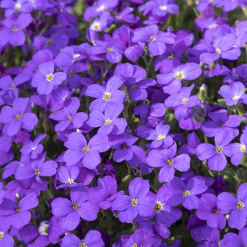 Aubrieta Royal Blue - Aubrezia