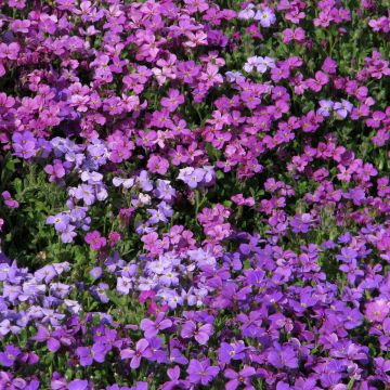 Aubrieta T&M Mixed Hybrids - Aubrezia