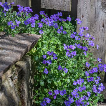 Aubrieta Cascade Blue - Aubrezia