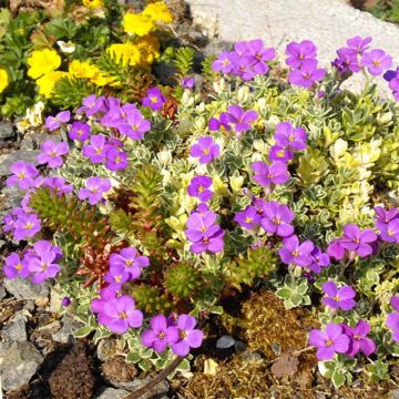 Aubrieta Argenteovariegata - Aubrezia