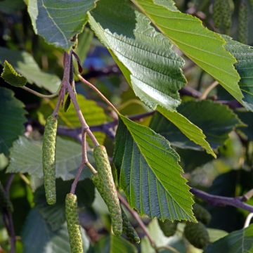 Alnus incana - Ontano bianco