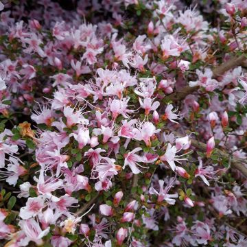 Azalea serpyllifolium