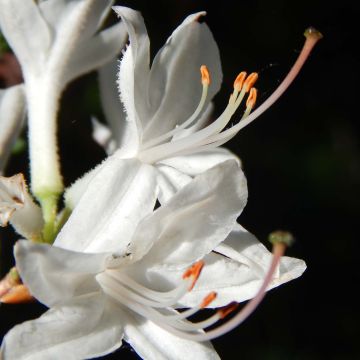 Azalea Fragrant Star