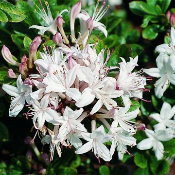 Azalea viscosum Sommerduft