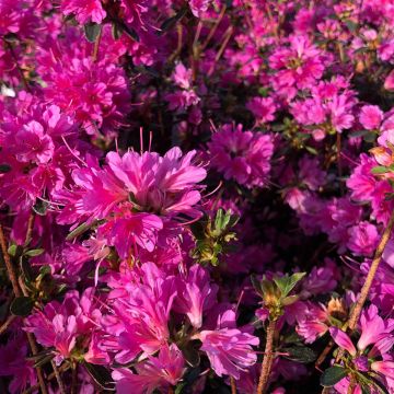 Azalea Amoena