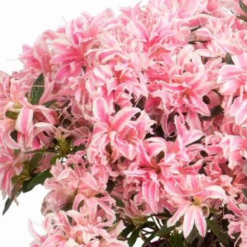 Azalea obtusum Pink Spider