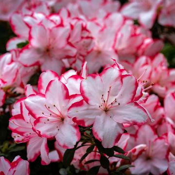 Azalea Sachsenstern