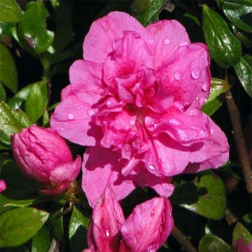 Azalea japonica Vuyk's Scarlet