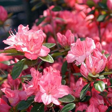 Azalea Blaauw's pink