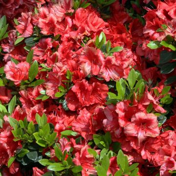 Azalea japonica Girard's scarlet