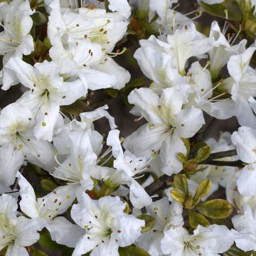 Azalea obtusum Schneeglanz