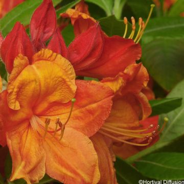 Azalea mollis Glowing Embers