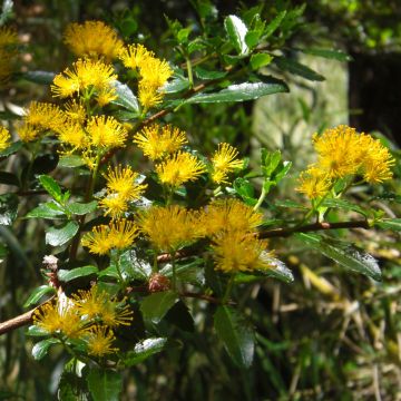 Azara serrata